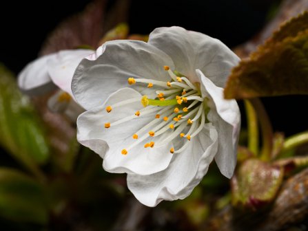 Lente in de tuin