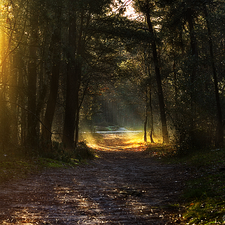 DSC07327-2- insta - zonnestralen in het bos - Watermark