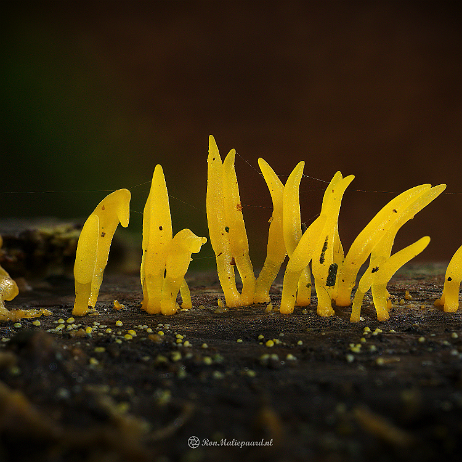 2021-11-13 - DSC00734-735 20-31-34 (B,Radius8,Smoothing4)- insta - Geel hoorntje (Calocera cornea) - Watermark Geel hoorntje (Calocera cornea)