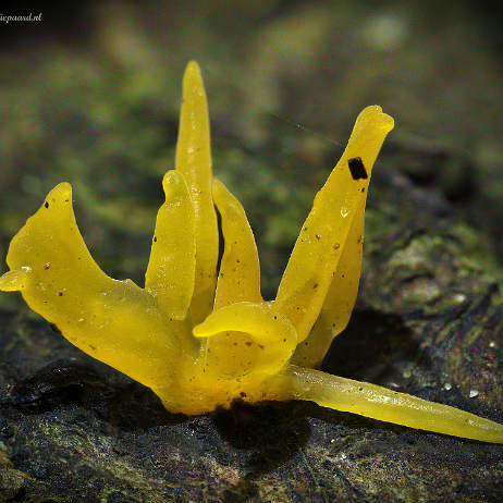 2021-11-13 - DSC00736-741 v2 19-54-08 (B,Radius8,Smoothing4)- insta - Geel hoorntje (Calocera cornea) - Watermark Geel hoorntje (Calocera cornea)