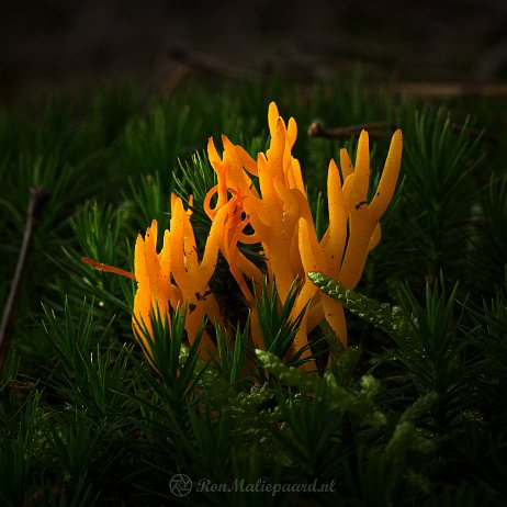 DSC04387 - Kleverig koraalzwammetje (Calocera viscosa) - Watermerk_1 Kleverig koraalzwammetje (Calocera viscosa)