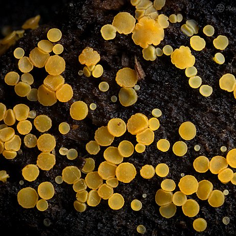 DSC05168 - Geel schijfzwammetje (Bisporella citrina) - Watermerk Geel schijfzwammetje (Bisporella citrina)