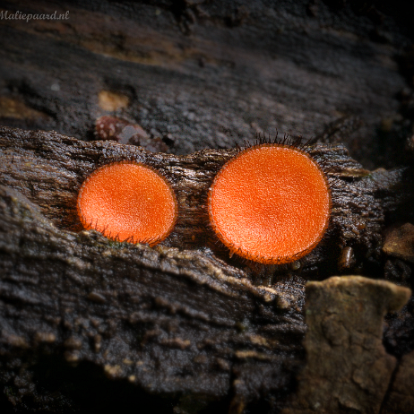 DSC05177- insta - Gewone wimperzwam (Scutellinia scutellata) - Watermark Gewone wimperzwam (Scutellinia scutellata)