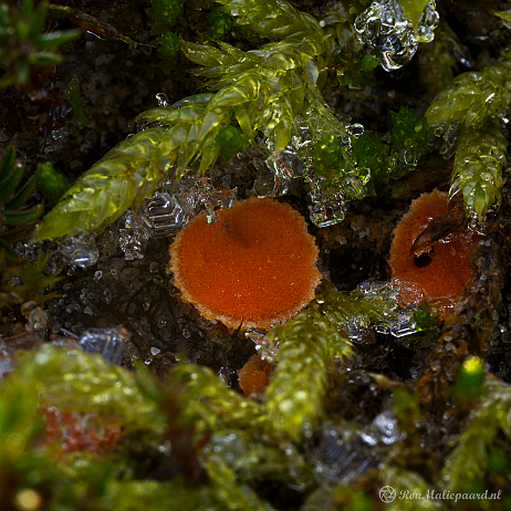 DSC07308- insta - Groot oranje mosschijfje (Octospora humosa) - Watermark Octospora humosa - Groot oranje mosschijfje