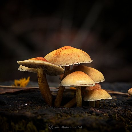 Paddenstoel DSC04465 - Copy - FB - Gewone zwavelkop (Hypholoma fasciculare, synoniem- Psilocybe fascicularis) - Watermerk Gewone zwavelkop (Hypholoma fasciculare, synoniem: Psilocybe fascicularis)