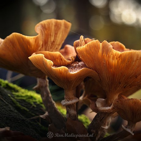 Paddenstoel DSC04834 - FB - Sombere honingzwam (Armillaria ostoyae) - Watermerk Sombere honingzwam (Armillaria ostoyae)