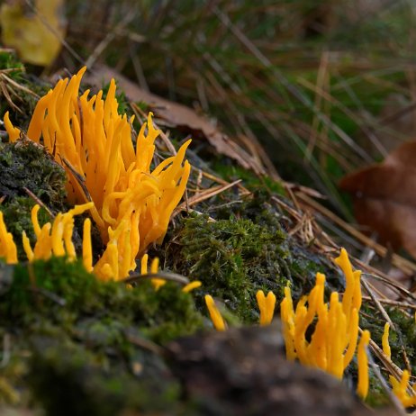 _DSC2649 Keverig koraalzwammetje (Calocera viscosa)