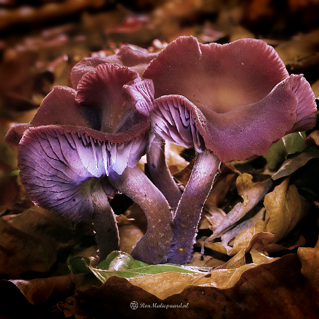 2021-10-17 - DSC00356 step 3 Amethistzwam (Laccaria amethystina) of rodekoolzwam Amethistzwam (Laccaria amethystina) of rodekoolzwam