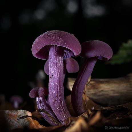 DSC00013- insta - Amethistzwamnmen (Laccaria amethystina) of rodekoolzwammen - Watermark