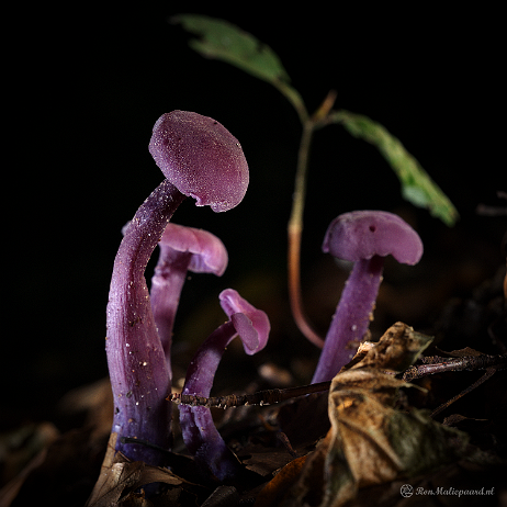 DSC00019- insta - Amethistzwamnmen (Laccaria amethystina) of rodekoolzwammen - Watermark