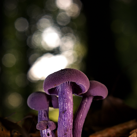 DSC00037- insta - Amethistzwamnmen (Laccaria amethystina) of rodekoolzwammen - Watermark