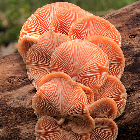 DSC00767- insta - Zalmzwam (Rhodotus palmatus) - Watermark verticaal Zalmzwam (Rhodotus palmatus)