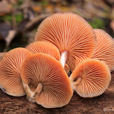 DSC00768- insta - Zalmzwam (Rhodotus palmatus) - Watermark_1 Zalmzwam (Rhodotus palmatus)