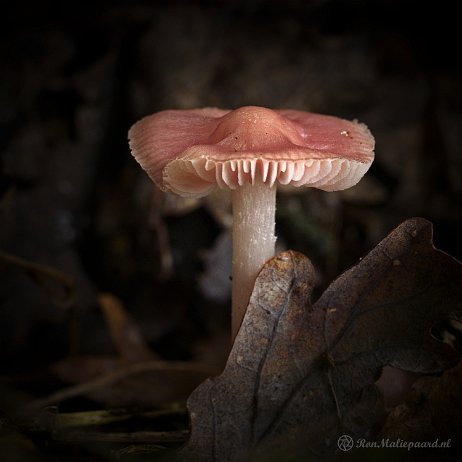 DSC04516 - Heksenschermpje (Mycena rosea) - Watermerk Heksenschermpje (Mycena rosea)