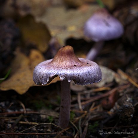 DSC04539-2 - Lila satijnvezelkop (Inocybe lilacina) - Watermerk Lila satijnvezelkop (Inocybe lilacina)