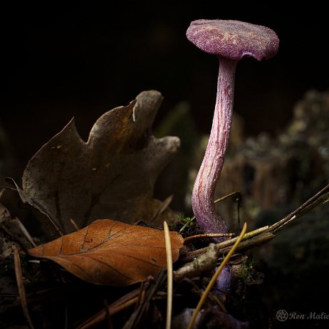 Paddenstoel DSC03994 - FB - Amethistzwam (Laccaria amethystina) of Rodekoolzwam - Watermerk Amethistzwam (Laccaria amethystina) of Rodekoolzwam