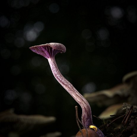 Paddenstoel DSC04031 - FB - Amethistzwam (Laccaria amethystina) of Rodekoolzwam - Watermerk Amethistzwam (Laccaria amethystina) of Rodekoolzwam