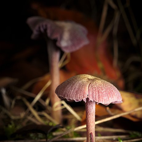 Paddenstoel DSC04078 - FB - Amethistzwam (Laccaria amethystina) of Rodekoolzwam - Watermerk Amethistzwam (Laccaria amethystina) of Rodekoolzwam