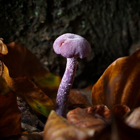 Paddenstoel DSC04711 - FB - Amethistzwam (Laccaria amethystina) of rodekoolzwam - Watermerk Amethistzwam (Laccaria amethystina) of rodekoolzwam