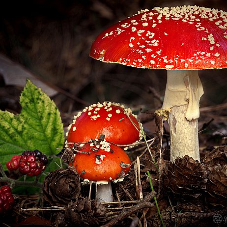 DSC04360-4 - FB - Vliegenzwam (Amanita muscaria) - Watermerk Vliegenzwam (Amanita muscaria)