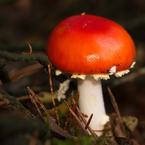 _DSC2588 Vliegenzwam (Amanita muscaria)