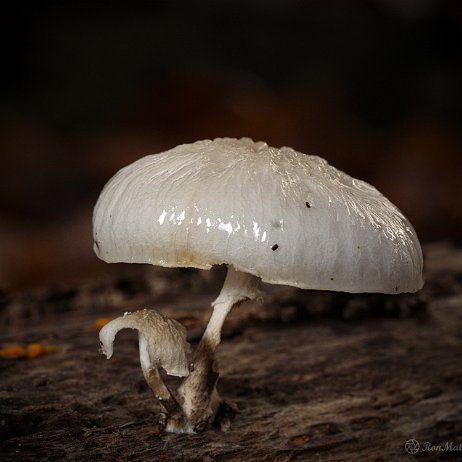 DSC04958 - Porseleinzwam (Oudemansiella mucida, synoniem- Collybia mucida) - Watermerk Porseleinzwam (Oudemansiella mucida, synoniem: Collybia mucida)