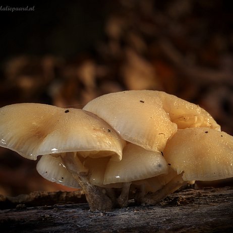 DSC04961 - Porseleinzwam (Oudemansiella mucida, synoniem- Collybia mucida) - Watermerk Porseleinzwam (Oudemansiella mucida, synoniem: Collybia mucida)