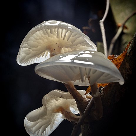 DSC05059 - Porseleinzwam (Oudemansiella mucida, synoniem- Collybia mucida) - Watermerk Porseleinzwam (Oudemansiella mucida, synoniem: Collybia mucida)