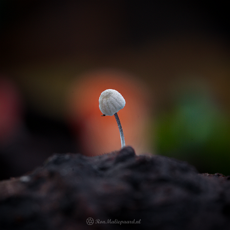 DSC06130- insta - Suikermycena (Mycena adscendens) - Watermark_1 Suikermycena (Mycena adscendens)