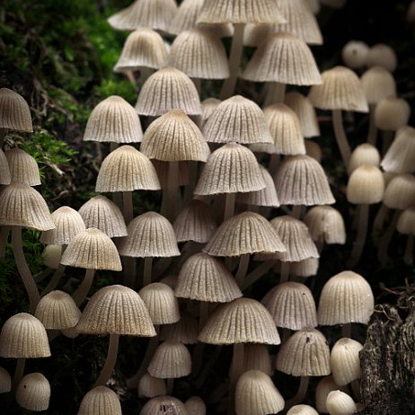 Paddenstoel DSC03704-2 - FB - Zwerminktzwam (Coprinellus disseminatus) - Watermerk Zwerminktzwam (Coprinellus disseminatus)