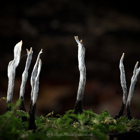 Paddenstoel DSC04790 - FB - Geweizwam (Xylaria hypoxylon) - Watermerk Geweizwam (Xylaria hypoxylon)