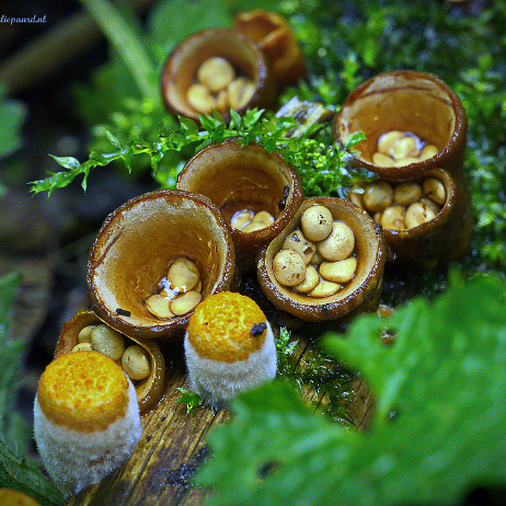 DSC00783- insta - Geel nestzwammetje (Crucibulum crucibuliforme) Synoniem- (Crucibulum laeve)2 - Watermark Geel nestzwammetje (Crucibulum crucibuliforme) Synoniem: (Crucibulum laeve)