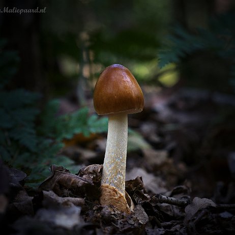 DSC02564 - FB - Roodbruine slanke amaniet (Amanita fulva) - Watermerk_1 Roodbruine slanke amaniet (Amanita fulva)