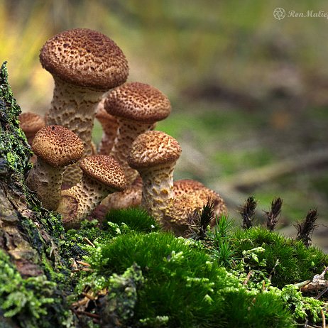 DSC04404 - Sombere honingzwam (Armillaria ostoyae) - Watermerk Sombere honingzwam (Armillaria ostoyae)