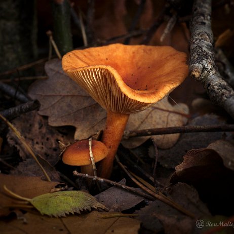 DSC04543 - Roodbruine schijnridderzwam (Lepista flaccida) - Watermerk Roodbruine schijnridderzwam (Lepista flaccida)