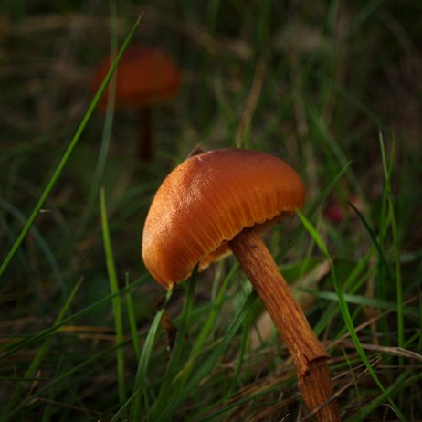 DSC04604 - Gewone fopzwam (Laccaria laccata) - Watermerk Gewone fopzwam (Laccaria laccata)