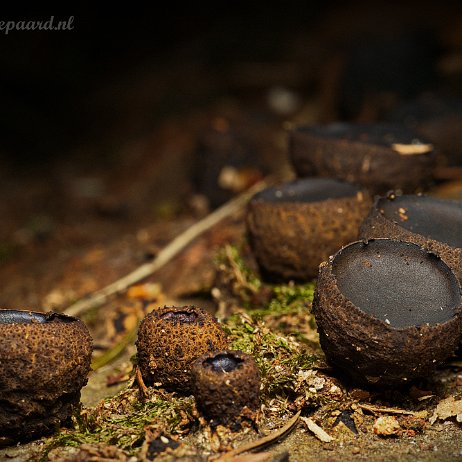 Paddenstoelen - DSC00545 - FB - Zwarte knoopzwam (Bulgaria inquinans) Mastbos Breda - Watermerk Zwarte knoopzwam (Bulgaria inquinans) Mastbos Breda