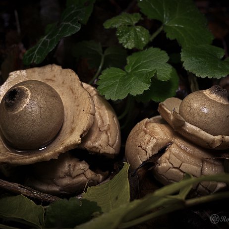 Paddenstoelen - DSC03248-2 - FB - Gekraagde aardster (Geastrum triplex) - Watermerk_1 Gekraagde aardster (Geastrum triplex)