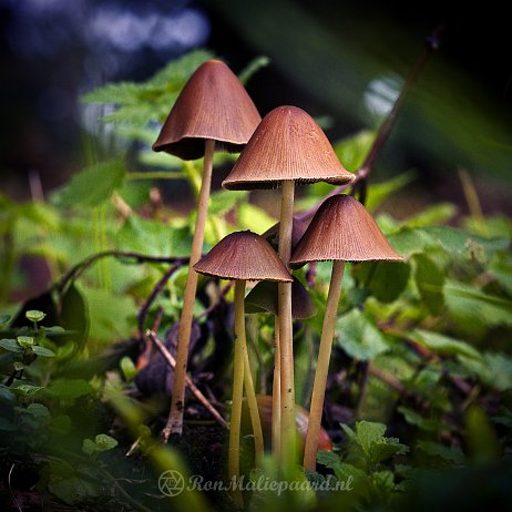 Paddenstoelen - DSC03284 - FB - Langsteelfranjehoed (Psathyrella conopilus) - Watermerk Langsteelfranjehoed (Psathyrella conopilus)