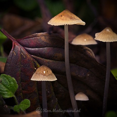 Paddenstoelen - DSC03300 - FB - Gewone melksteelmycena (Mycena galopus var. galopus) - Watermerk Gewone melksteelmycena (Mycena galopus var. galopus)