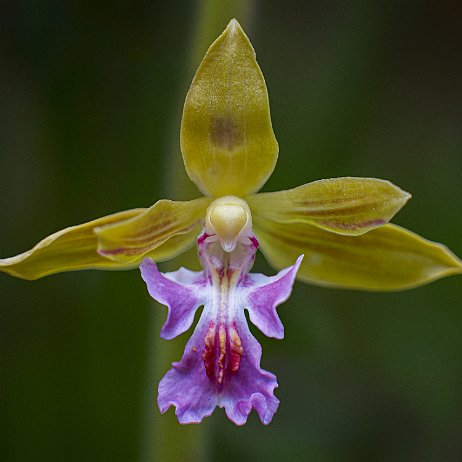 2023-07-17 - Orchidee - DSC09641-Edit - Instagram Orchidee