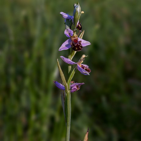 Bijenorchis (Ophrys apifera) DSC01089-Edit Instagram Art Bijenorchis (Ophrys apifera)