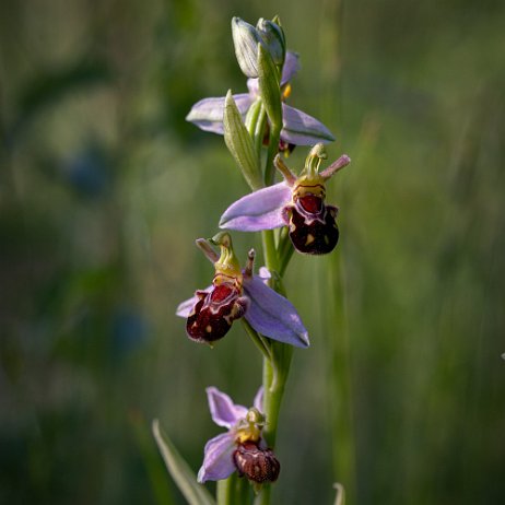 Bijenorchis (Ophrys apifera) DSC01098-Edit Instagram Art-2 Bijenorchis (Ophrys apifera)