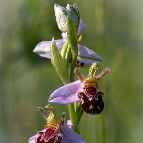 Bijenorchis (Ophrys apifera) DSC01098-Edit Instagram Art Bijenorchis (Ophrys apifera)