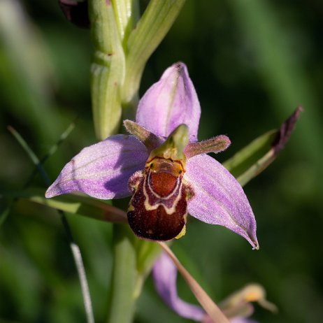 Bijenorchis (Ophrys apifera) DSC01101-Edit Instagram Art Bijenorchis (Ophrys apifera)