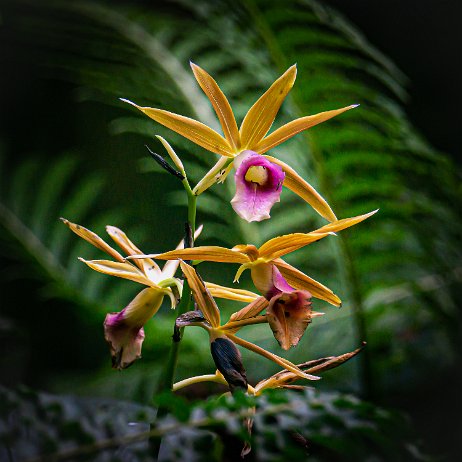 Moerasorchidee (Phaius tancarvilleae) Nun’s hood orchid DSC01219-Edit Instagram Art Moerasorchidee (Phaius tancarvilleae) Nun’s hood orchid