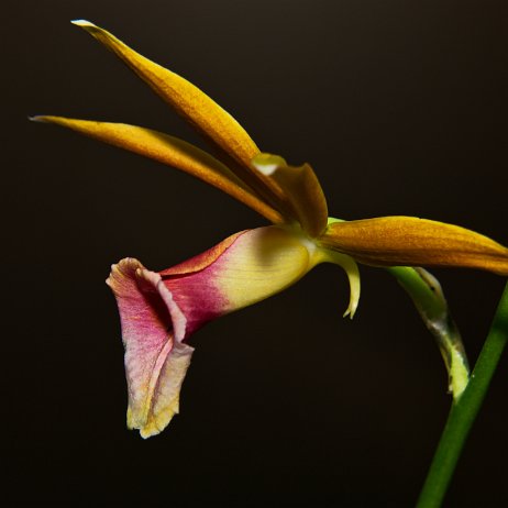 Moerasorchidee (Phaius tancarvilleae) Nun’s hood orchid _DSC3457 Instagram Art Moerasorchidee (Phaius tancarvilleae) Nun’s hood orchid