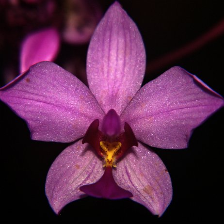 Spathoglottis plicata, commonly known as the Philippine ground orchid, or large purple orchid _DSC3440-c Instagram Art Spathoglottis plicata, commonly known as the Philippine ground orchid, or large purple orchid