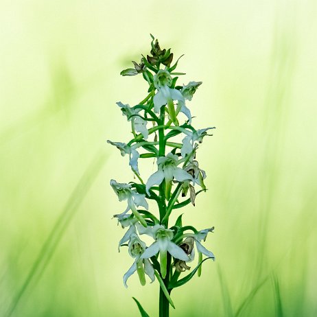 Welriekende nachtorchis (Platanthera bifolia) - 20220603 Tenellaplas Oostvoorne DSC04289-ARW_DxO_DeepPRIME-Edit-2 - Instagram Welriekende nachtorchis (Platanthera bifolia)