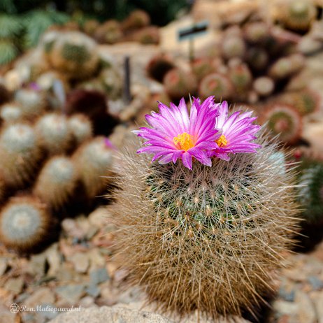 2022-04-24 - Cactus - Trompenburg - DSC01631 - Instagram null